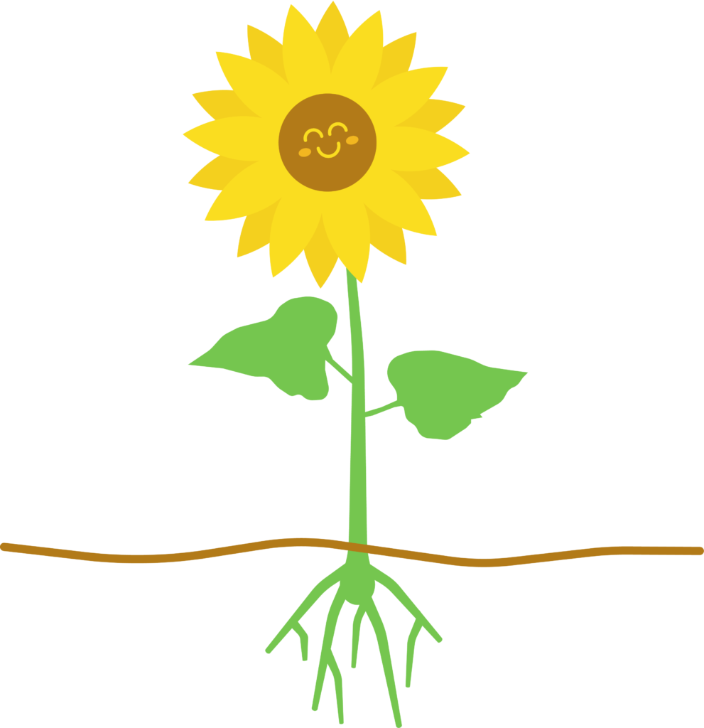 Flourish sunflower_WithRoots